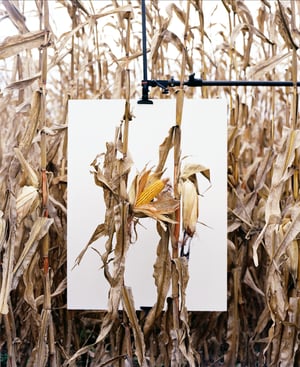 Monsanto: A Photographic Investigation | Mathieu Asselin