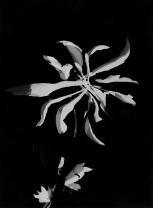Bauhaus Ecologies