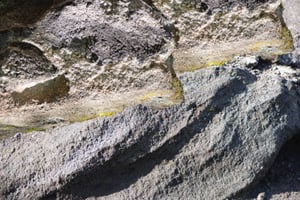 Susanne Kriemann: Knochen, Pech, Natternkopf (Being a Photograph)