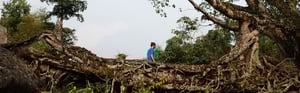 Trees, Time, Architecture!Design in Constant Transformation