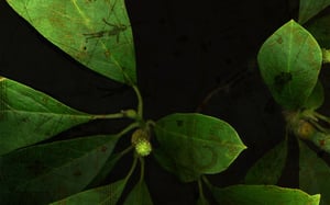 Eva-Maria Lopez: Phyto-Travellers at Zentrum für Kunst und Medientechnologie – ZKM, null