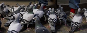 Pigeon-Human-Land-scapes at Het Nieuwe Domein, Sittard