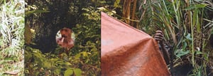 Foam 3h: Finn Maätita and Jerrold Saija - Tones of the Ecotone