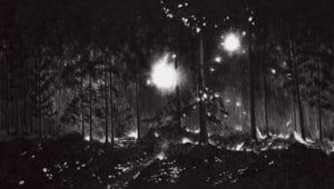 Getekend, de Natuur - Centraal Museum Utrecht - 11/10/2025-29/03/2026 at LIVINGSTONE GALLERY, The Hague