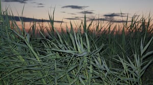 Rerooting in the Polder at Casco Art Institute, null