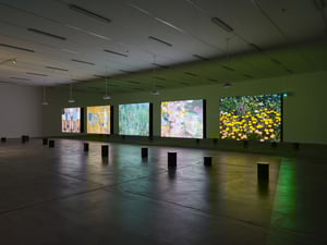 Rose Lowder at Kunsthalle Zürich, null