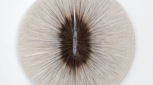 Revealing (In)visible Times at HEONG GALLERY, Cambridge