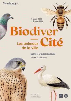 BiodiverCity. Urban animals at Musée d'Art Moderne et Contemporain (MAMCS), Strasbourg