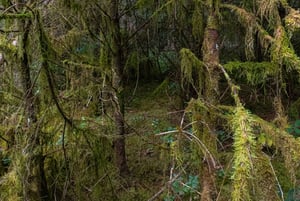 ExpositieRoos Vogels at De Compagnie – Beeldende Kunst op de Noordkade, Veghel