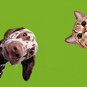 Chiens et chats at Cité des Sciences et de l'Industrie, Paris